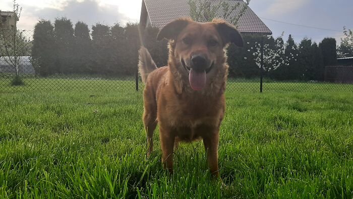 Ahsoka, Adopted From A Local Shelter. She's The Sweetest Pup I've Ever Met. She's 3 Years Old Now But Still Acts Like 3 Month Old Puppy, She's Super Happy And Playful, But Also So Silly! Love Her So Much