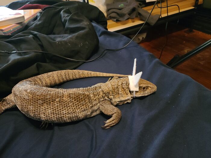 Hafte The Rare Bunmonitor (Savannah/Bosc)