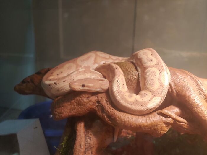 My Banana Cinnamon Ball Python, Odie!