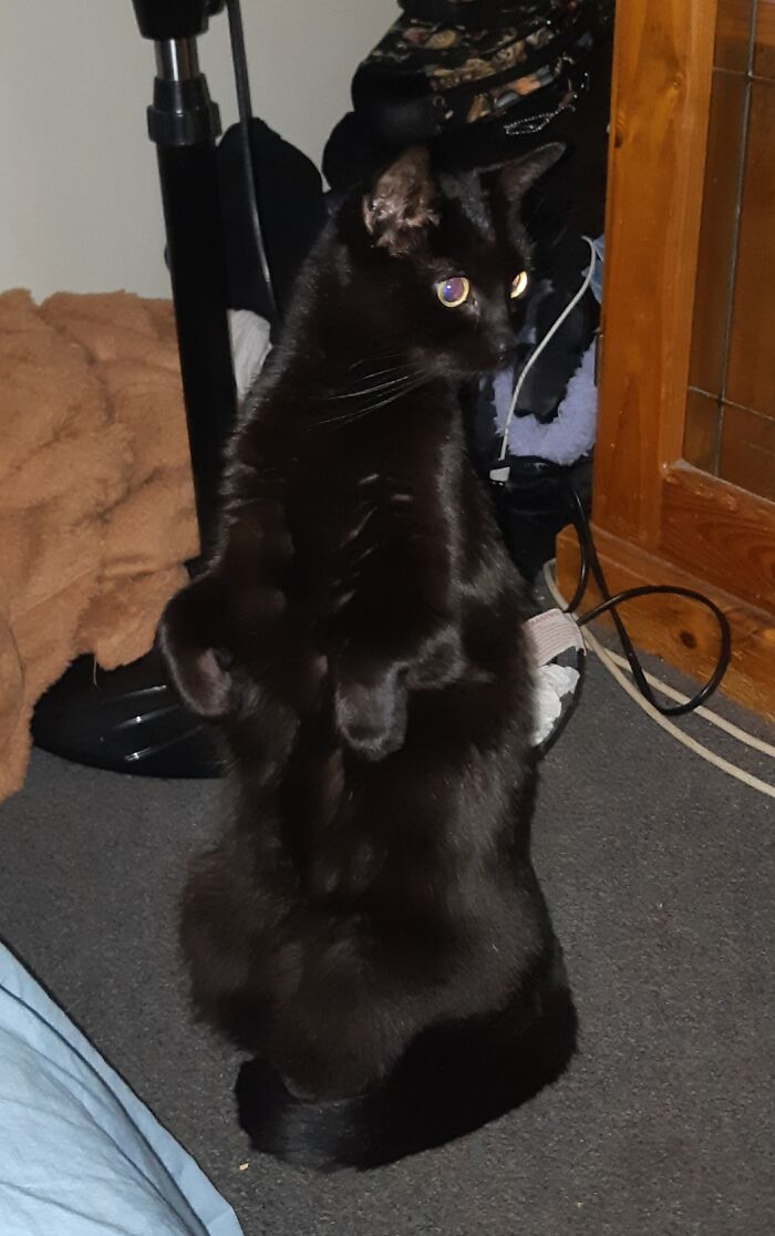 Did I Hear The Biscuits Bag?