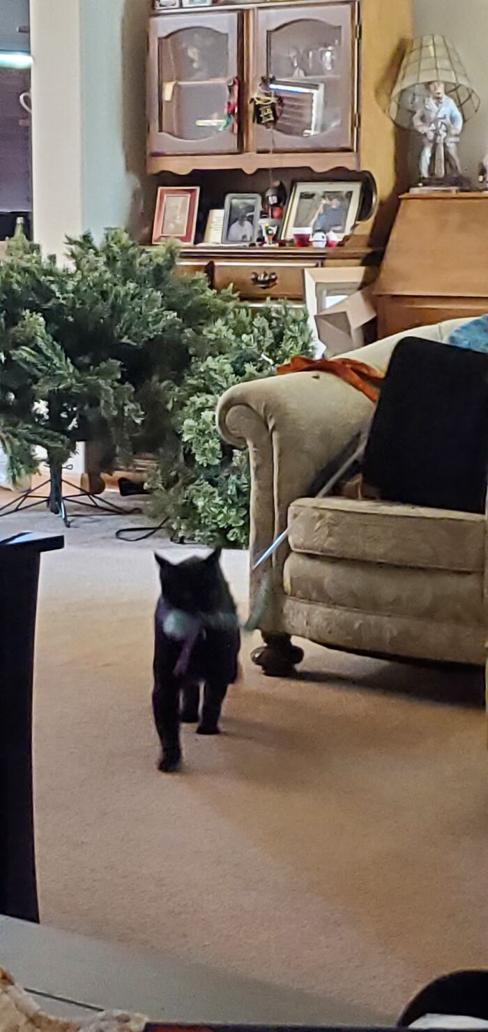 Kg Bringing Me His Cat Wand So That I Can Artfully Wave It Around Only To Be Ignored