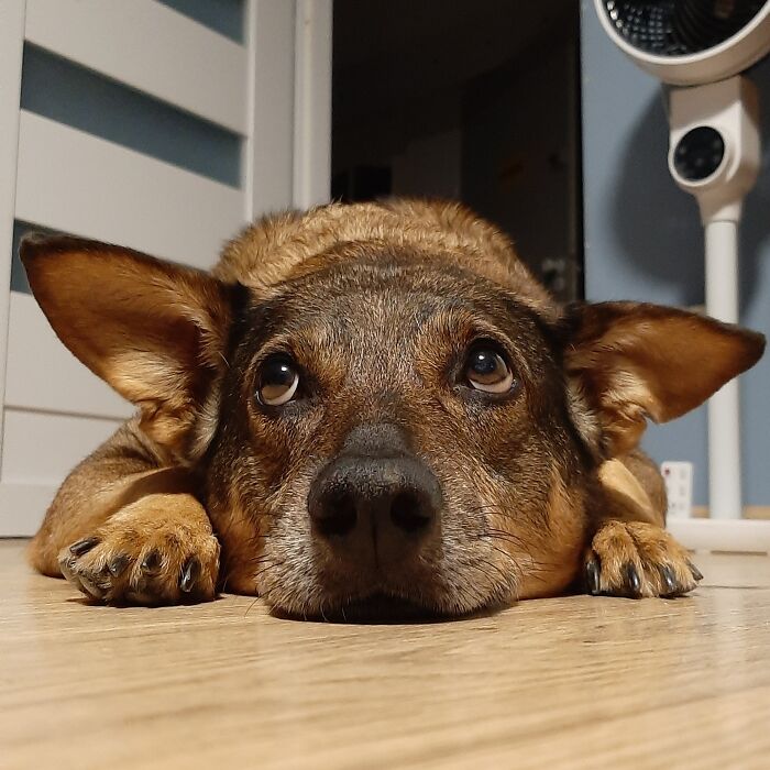 Marron, Adopted Almost 11 Years Ago. Super Smart, Loyal And Grumpy. Often Acts Like An A-Hole, But Would Die For You