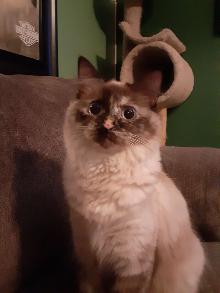 This Is Sunshine. I Found Her When She Was About 5 Weeks Old, Just Sitting On A Street Corner Like She Was Just Waiting For Me To Pull Up And Take Her Home. She Is Our Little Fluffernutter