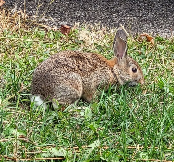 This Bunny Was Living In The Bushes At The Front Of The House We Are Renting