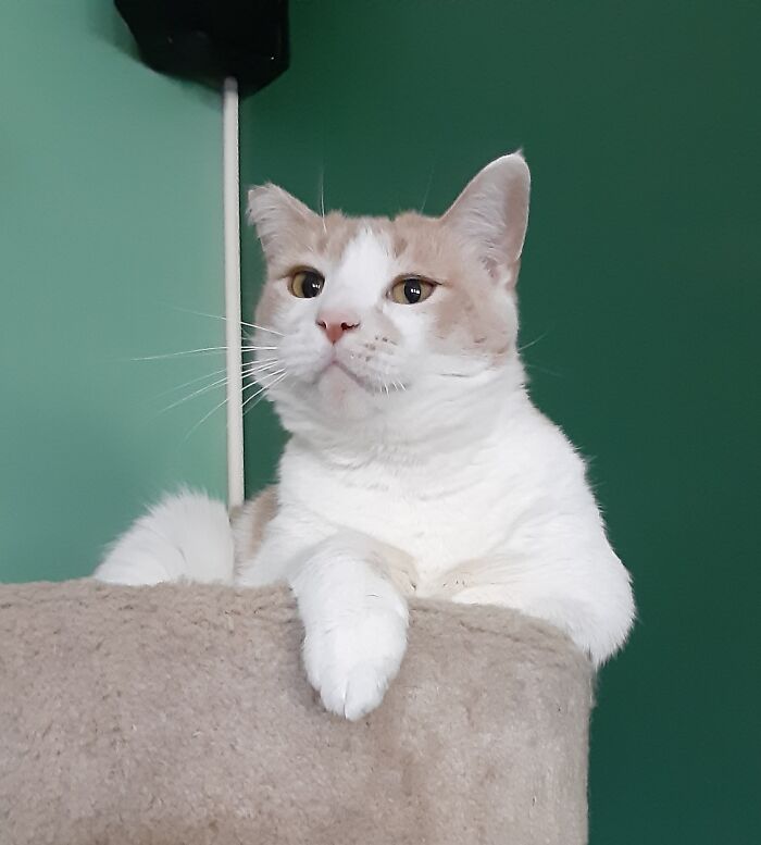 This Is Peanut. I Found Him On I95. He Was This Scared, Tiny Little Guy Who Gladly Came Home With Me. He Is Now A Happy, Healthy Chunky Monkey