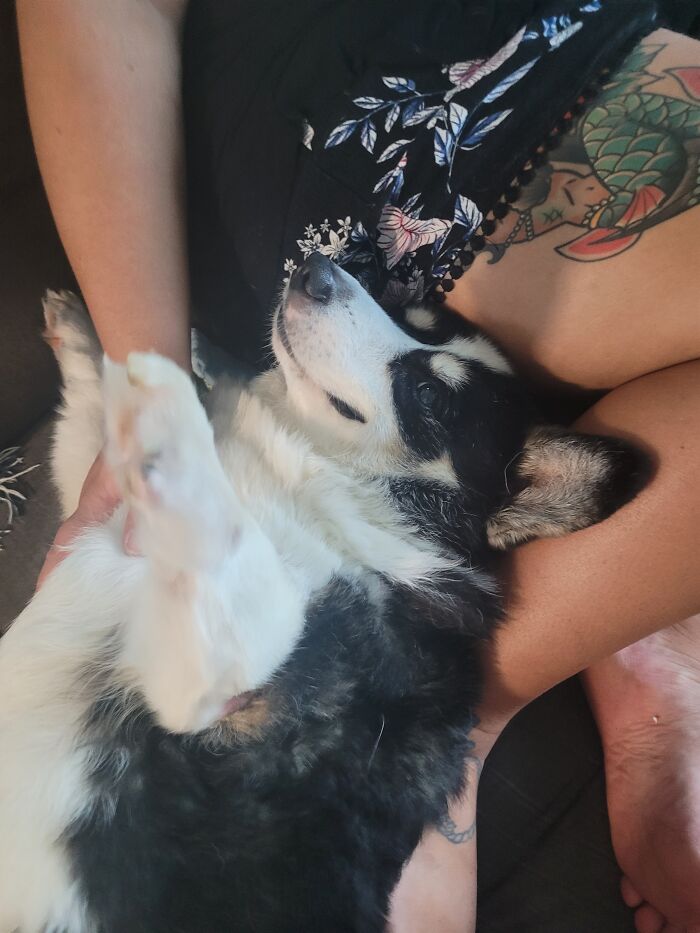 My Dog His Name Is Becker. My Mom Found Him On The Face Book Market Place For Free And We Got There And He Was In A 2" Pinch Collar. We Have Had Him For 10 Years Now And We Have Love Him More Everyday