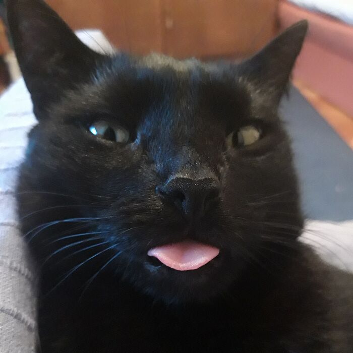 This Is Zeljko. He And His Brother Were Found In A Box In Front Of A Store At Three Weeks Old. His Brother Was Adopted Pretty Quickly But Nobody Wanted Him Because Is Black. I'm So Happy Because Of That 'Cause He's All Mine Now 😻