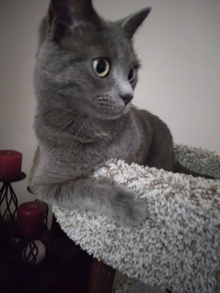 My Cat, Probably The Oddest Cat I've Owned