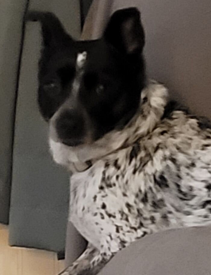 Black and white dog sitting on a couch, representing pet tattoos.