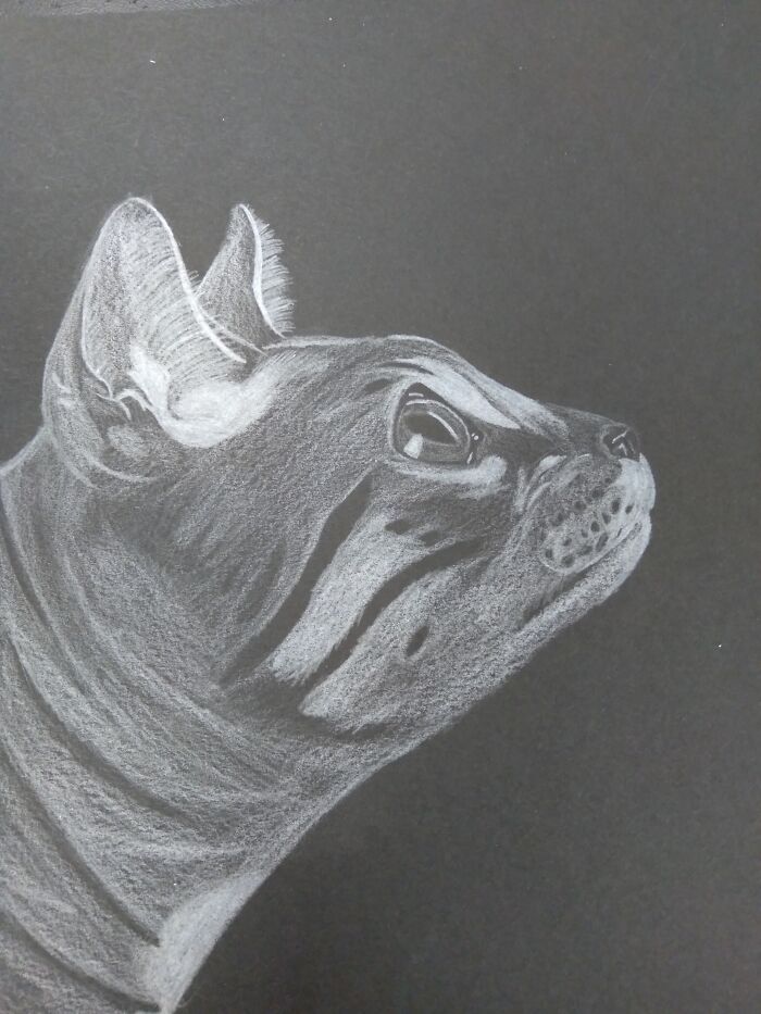 Kitty Cat! One Of My First Actual Attempts At Drawing Realism!