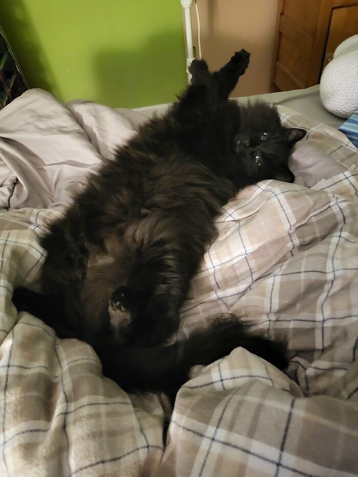Meet Little Lady Amalthea, Called Molly. We Rescued Her From Behind An A&w When She Was 8 Weeks Old. Now She's 3 And My Little Adorable Loaf Of Pumpernickel Bread!