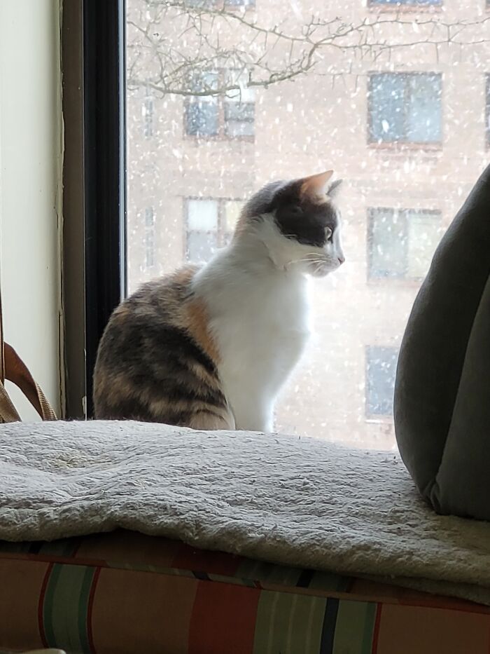 Callie - Showed Up As A Tiny Thing Covered In Mud And Soaking Wet October 2 Years Ago - Now Living Her Best Life!