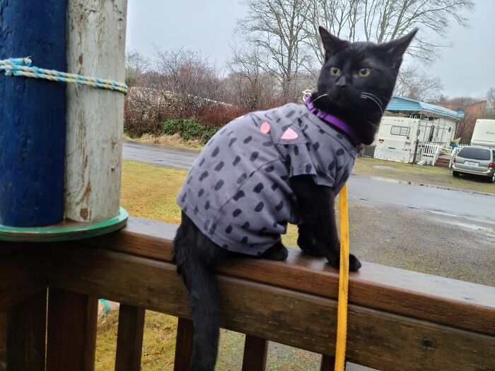 Mr. Lobster Getting Used To Wearing A Shirt So We Can Avoid The Coneofshame After Neutering