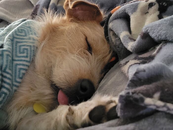 Roux Curled Up In Bed Safe And Sound After Snuggles