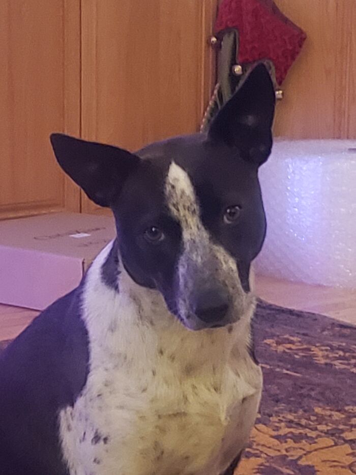 Seeet, Sweet Soul Kitty. Dunped By A River With 5 Other Dogs And A Bunch Of Trash. Sweetest Dog