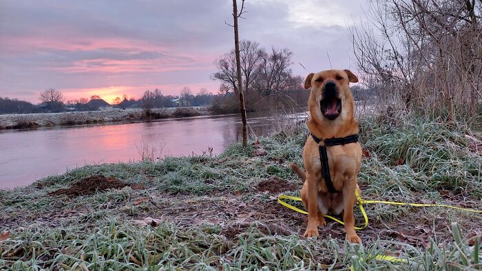 Lucy Wants To Know Why Early Morning Walks Need To Be So Early