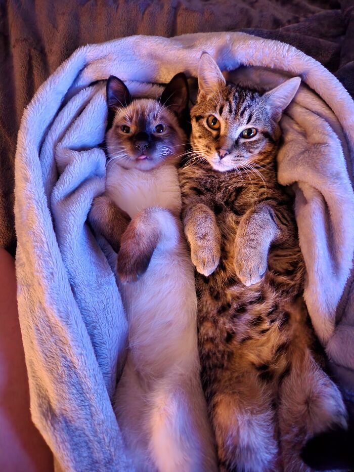 Appa (The Tabby) And Momo. My Adorable Boys That Were Rescued From The Street At About 5 And 6 Weeks