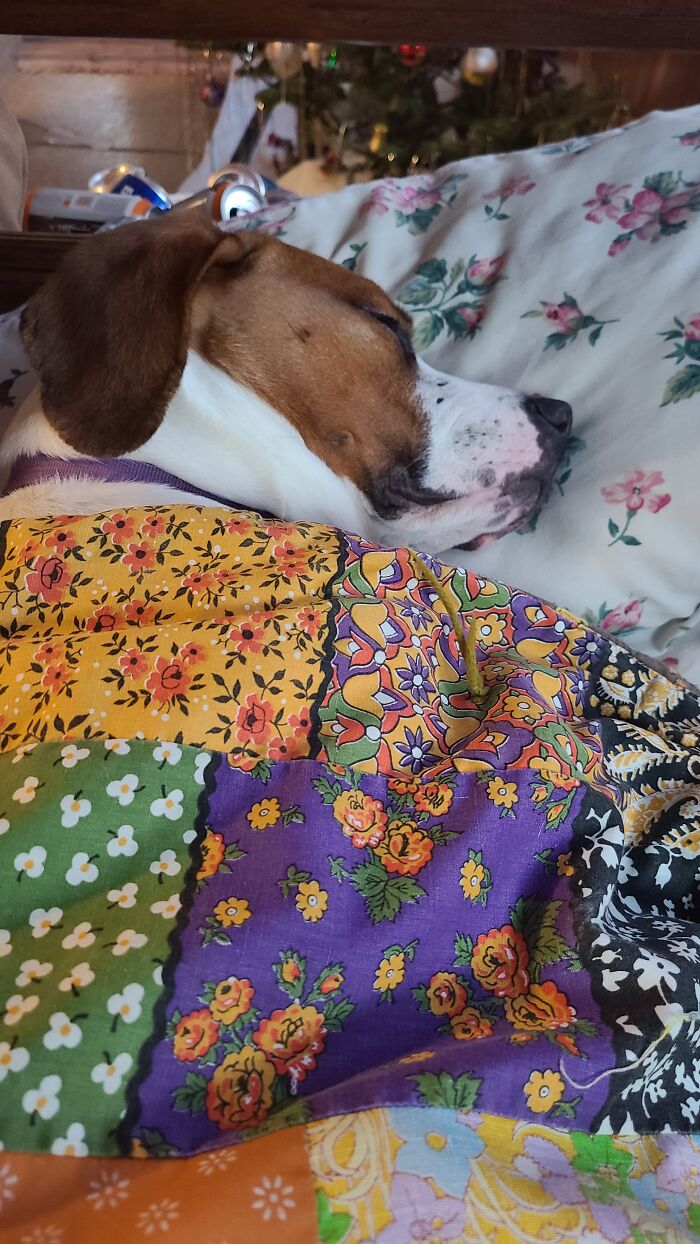 Pandora Thinks She's People