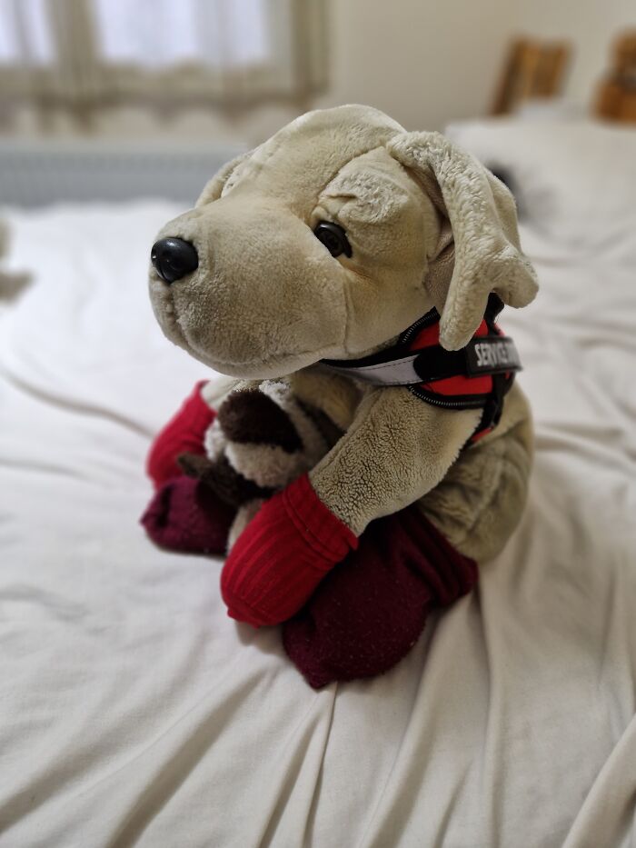 This Is Ziggy. Don't Let The Service Vest And Cute Face Mislead You, He's A Very Naughty Boy. Do Not Turn Your Back On Your Food. He's Holding Vinnie, But Vinnie Is Not A Real Dog, He's Just A Toy