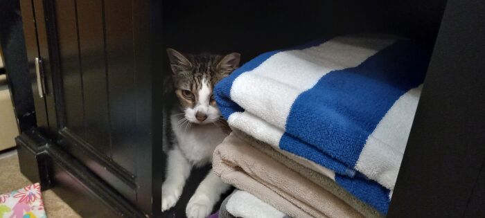 My Cats Have Slept In Many Weird Places, But This Is One Of My Faves!