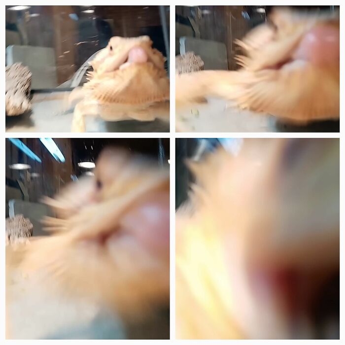 Mushu Will Eat Anything I Put In His Cage, Including My Camera