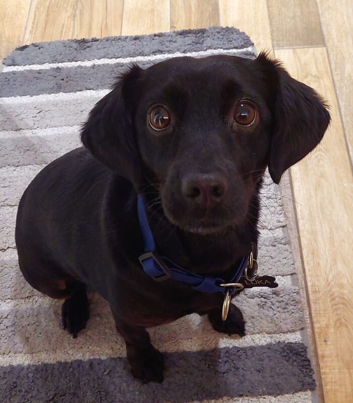 Luka - The Black Pearl