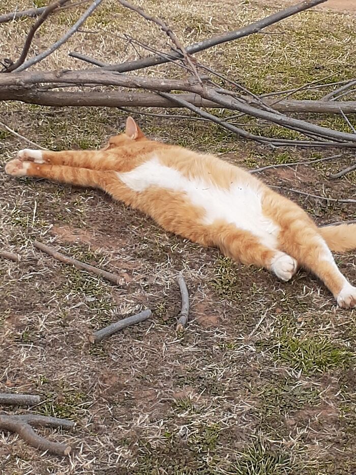 His Name Is Mr. Bean Feral To Pet. Still Feral Outside Of Our Property