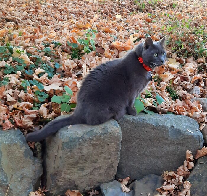 Watching The Squirrels