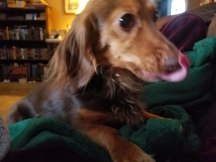 High Speed Blep Factory