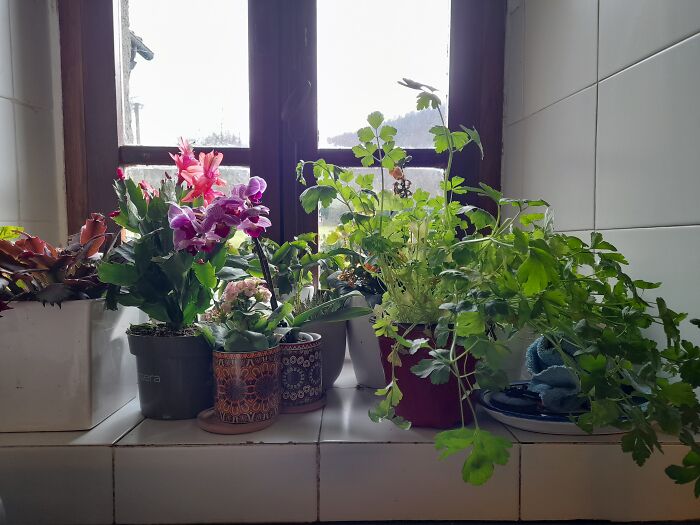 Kitchen Windowsill