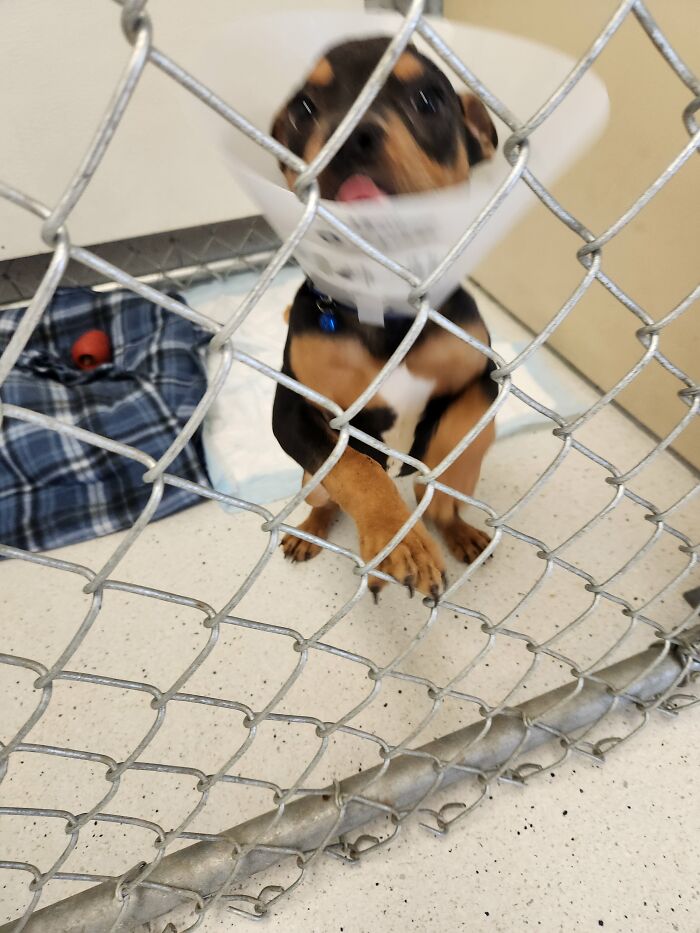 Too Excited, Even With The Cone Of Shame!