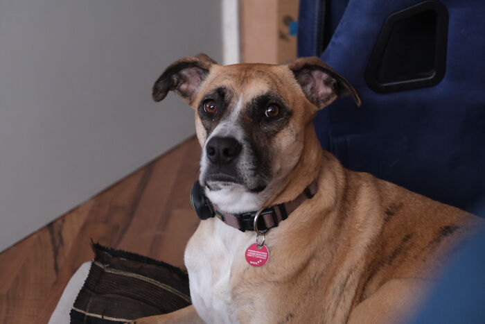Street Dog From Spain, Not Amused Because It Is Winter And Snowing Here