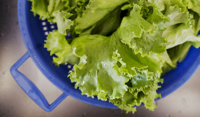 Fresh green lettuce leaves in a blue colander representing peasant food now hard to afford for many people.