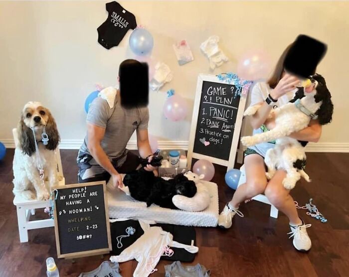 Practice On The Dogs