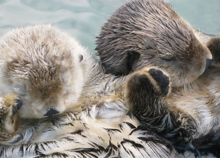 ¿Cuál es el dato más reconfortante que conoces?: Aquí hay 30 respuestas que mejorarán tu día