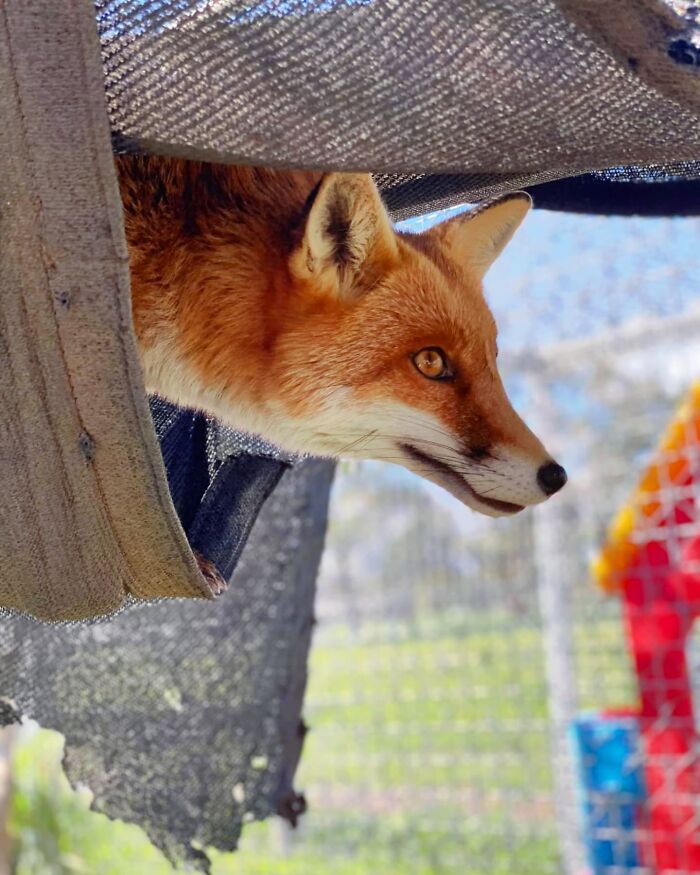 A Family-Run Farm Adopted A Rescue Fox That Has Formed An Inseparable Bond With An 11-Year-Old Girl