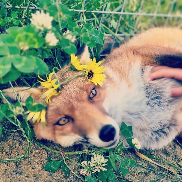A Family-Run Farm Adopted A Rescue Fox That Has Formed An Inseparable Bond With An 11-Year-Old Girl