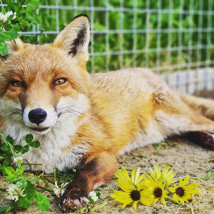 A Family-Run Farm Adopted A Rescue Fox That Has Formed An Inseparable Bond With An 11-Year-Old Girl