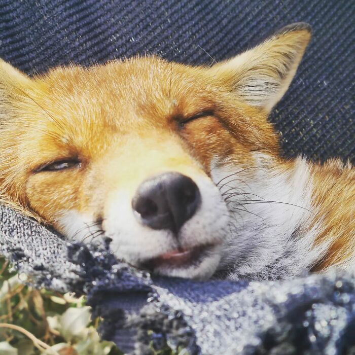 A Family-Run Farm Adopted A Rescue Fox That Has Formed An Inseparable Bond With An 11-Year-Old Girl
