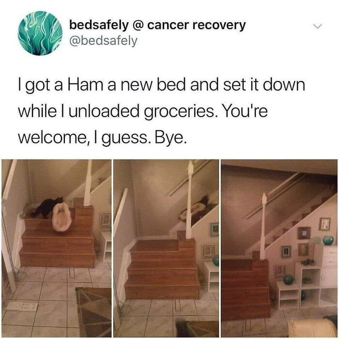 Funny-Cat-Jokes-Memes-Meow-Incorporated