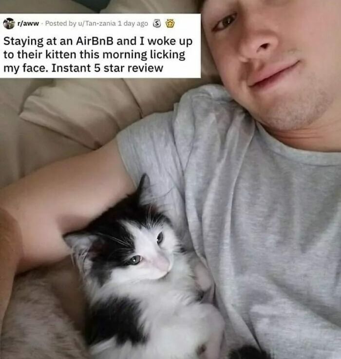 Funny-Cat-Jokes-Memes-Meow-Incorporated