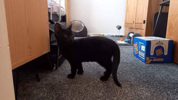 Sprocket, Our Rescue Kitten, When He Was 4 Months Old And We'd Just Brought Him Home