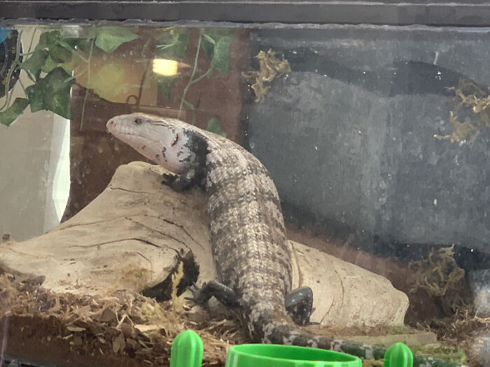 Halmahera Blue Tongue Skink