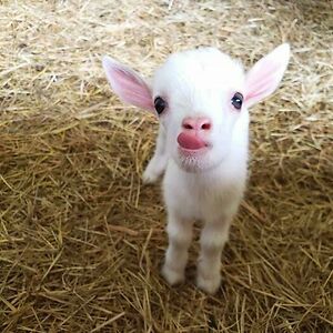 abigailrichmond avatar