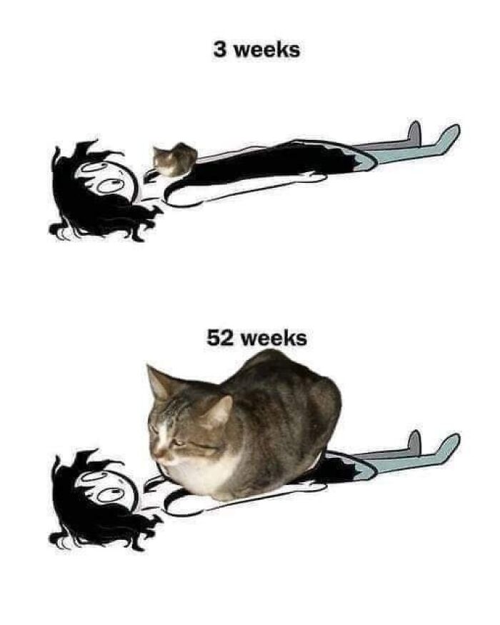 Funny-Cat-Jokes-Memes-Meow-Incorporated