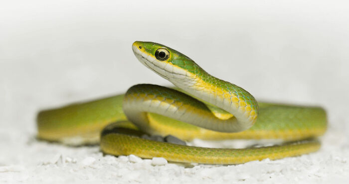 10 Of The Cutest Snake Breeds In The World