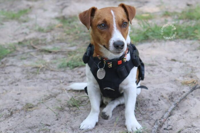 10 Inspiring Stories Of Pets Who Became Heroes Of 2022