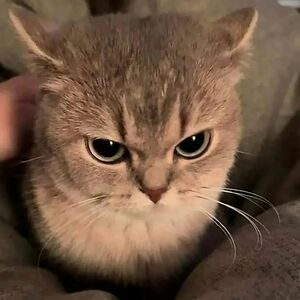 randolph_croft avatar