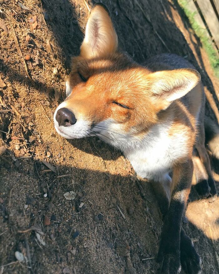 A Family-Run Farm Adopted A Rescue Fox That Has Formed An Inseparable Bond With An 11-Year-Old Girl