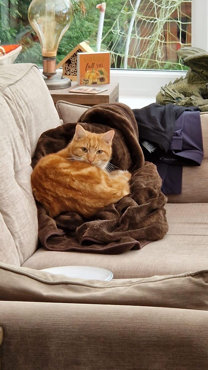 This Is My House, I Have 2 Cats, Neither Of Them Ginger